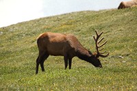 A bachelor group of elk near the Alpine Visitors Center