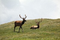 A bachelor group of elk near the Alpine Visitors Center