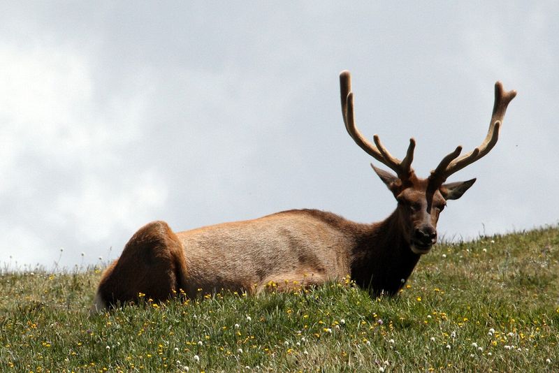 A bachelor group of elk near the Alpine Visitors Center