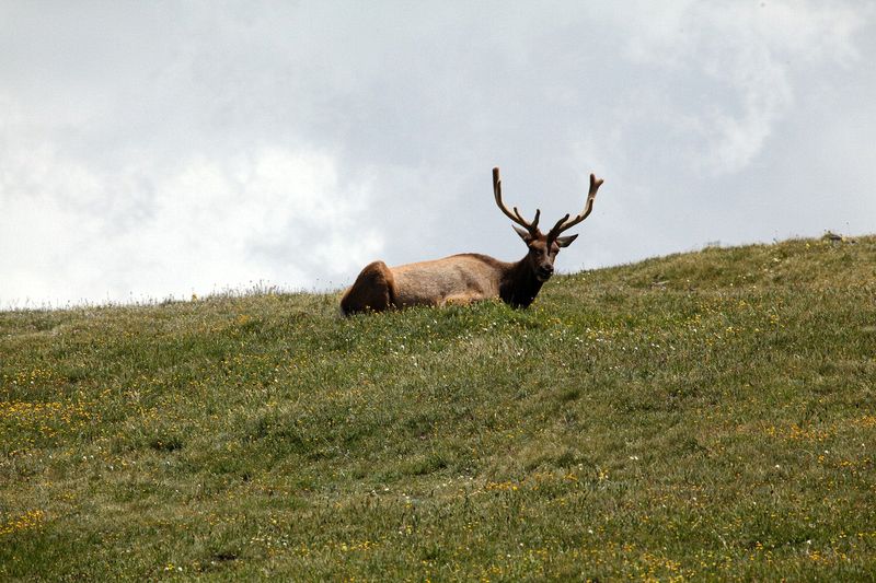 A bachelor group of elk near the Alpine Visitors Center