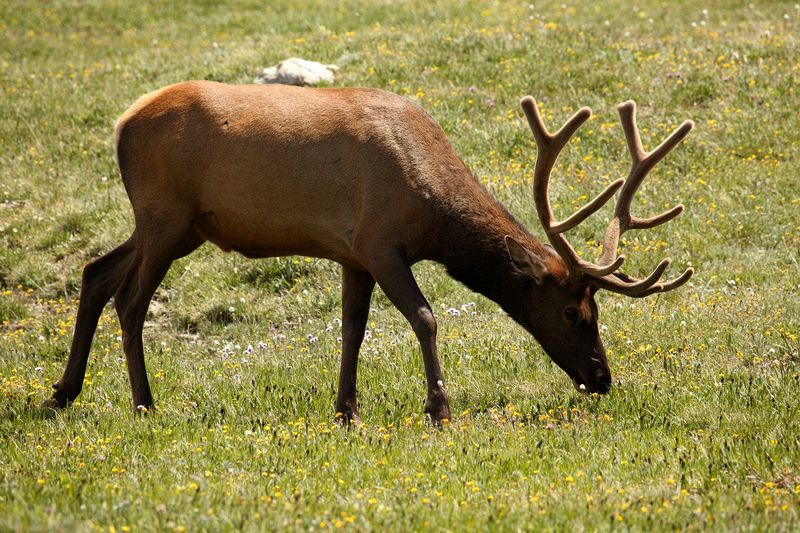 A bachelor group of elk near the Alpine Visitors Center