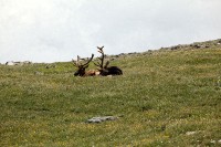 A bachelor group of elk near the Alpine Visitors Center