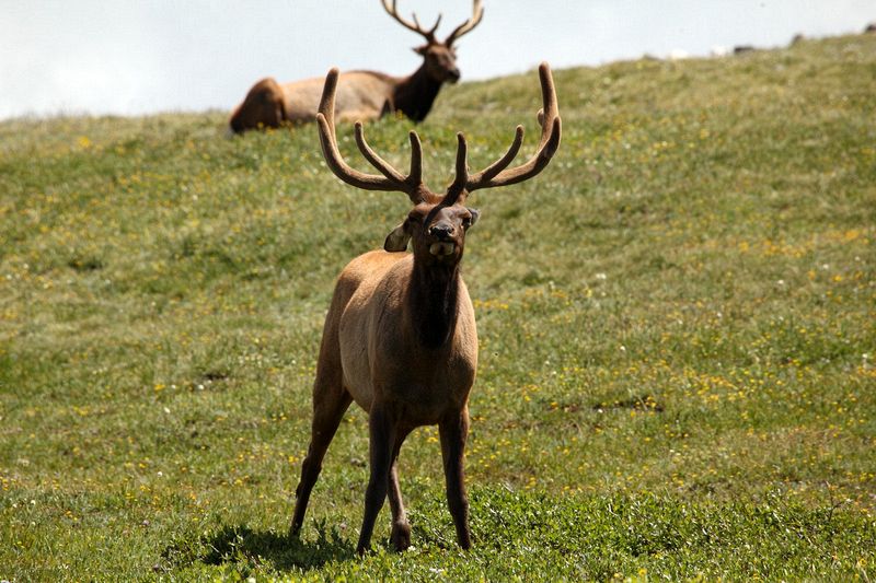 A bachelor group of elk near the Alpine Visitors Center