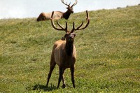 A bachelor group of elk near the Alpine Visitors Center