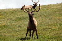 A bachelor group of elk near the Alpine Visitors Center