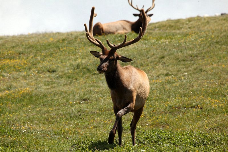A bachelor group of elk near the Alpine Visitors Center