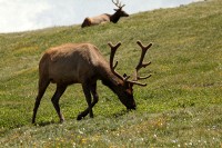 A bachelor group of elk near the Alpine Visitors Center