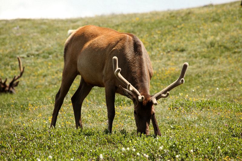 A bachelor group of elk near the Alpine Visitors Center