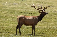 A bachelor group of elk near the Alpine Visitors Center