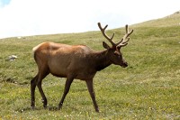 A bachelor group of elk near the Alpine Visitors Center