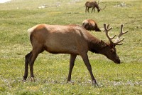 A bachelor group of elk near the Alpine Visitors Center