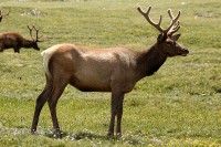 A bachelor group of elk near the Alpine Visitors Center