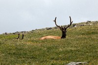 A bachelor group of elk near the Alpine Visitors Center