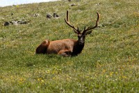 A bachelor group of elk near the Alpine Visitors Center