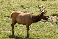 A bachelor group of elk near the Alpine Visitors Center