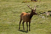 A bachelor group of elk near the Alpine Visitors Center