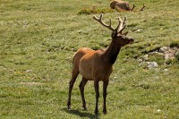 A bachelor group of elk near the Alpine Visitors Center