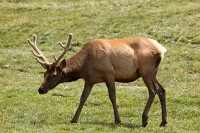 A bachelor group of elk near the Alpine Visitors Center