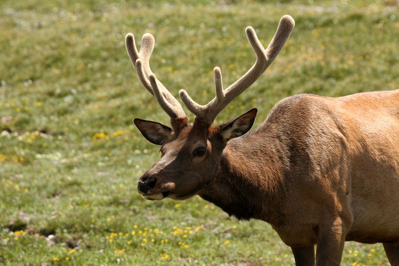 A bachelor group of elk near the Alpine Visitors Center