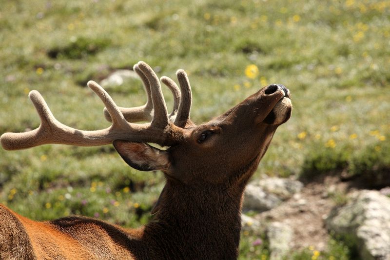 A bachelor group of elk near the Alpine Visitors Center