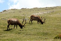 A bachelor group of elk near the Alpine Visitors Center