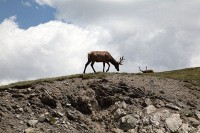 A bachelor group of elk near the Alpine Visitors Center