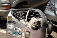 This rider had a couple of poodles in the back.  He says he has traveled over 10,000 miles with them.