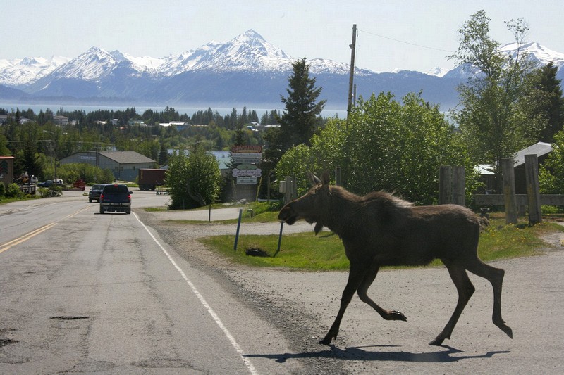 A moose wandering through the center of town.