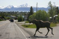 A moose wandering through the center of town.
