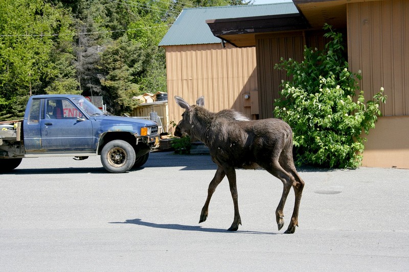 June 10 - Anchorage to Homer to Seward