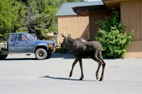 June 10 - Anchorage to Homer to Seward