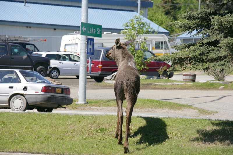 Checking for traffic - crossing Main St.