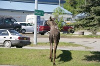 Checking for traffic - crossing Main St.