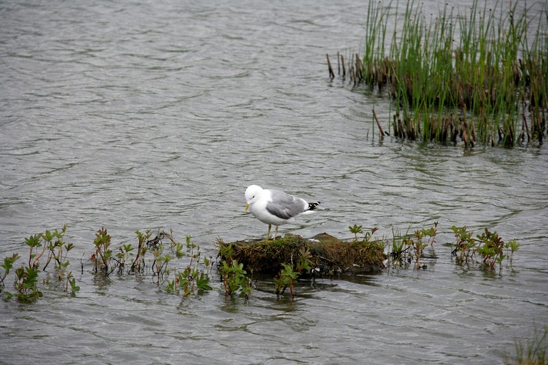 I stopped at a marsh just south of Anchorage to watch the birds