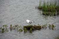 I stopped at a marsh just south of Anchorage to watch the birds