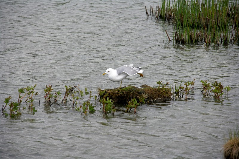 I stopped at a marsh just south of Anchorage to watch the birds