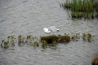 I stopped at a marsh just south of Anchorage to watch the birds