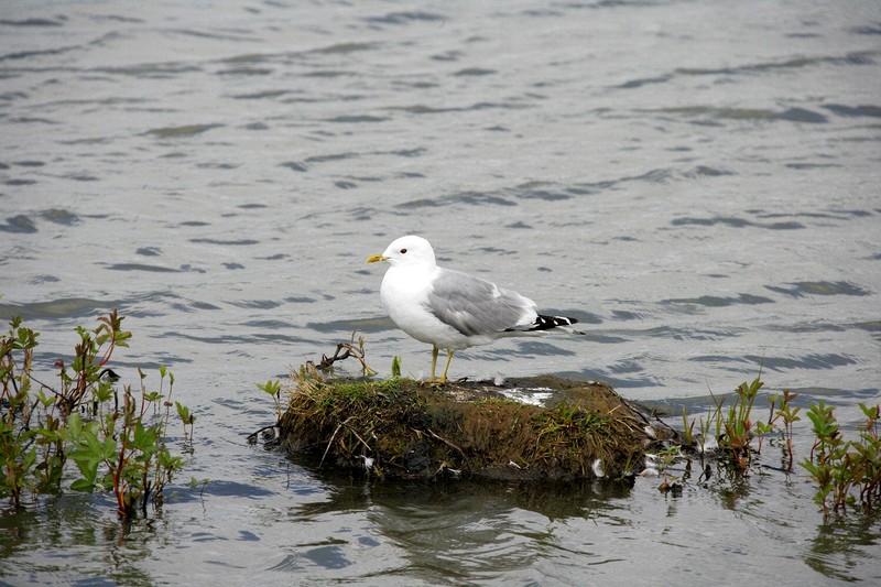 I stopped at a marsh just south of Anchorage to watch the birds