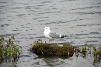 I stopped at a marsh just south of Anchorage to watch the birds