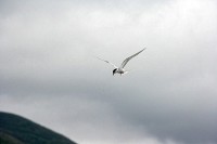 I stopped at a marsh just south of Anchorage to watch the birds.