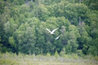 These birds were catching the headwind and hovering looking for insects.
