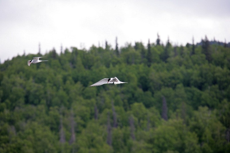 These birds were catching the headwind and hovering looking for insects.