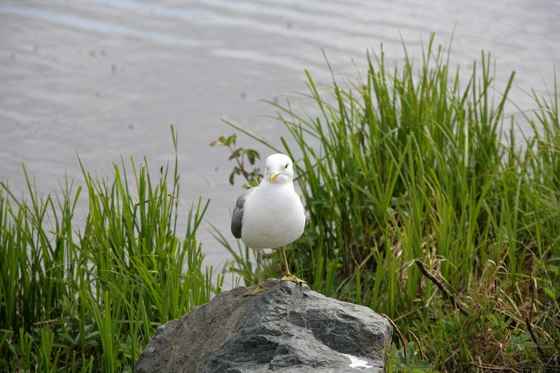 This one was keeping a watchful eye - there were youngsters just behind her in the water
