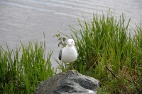 This one was keeping a watchful eye - there were youngsters just behind her in the water