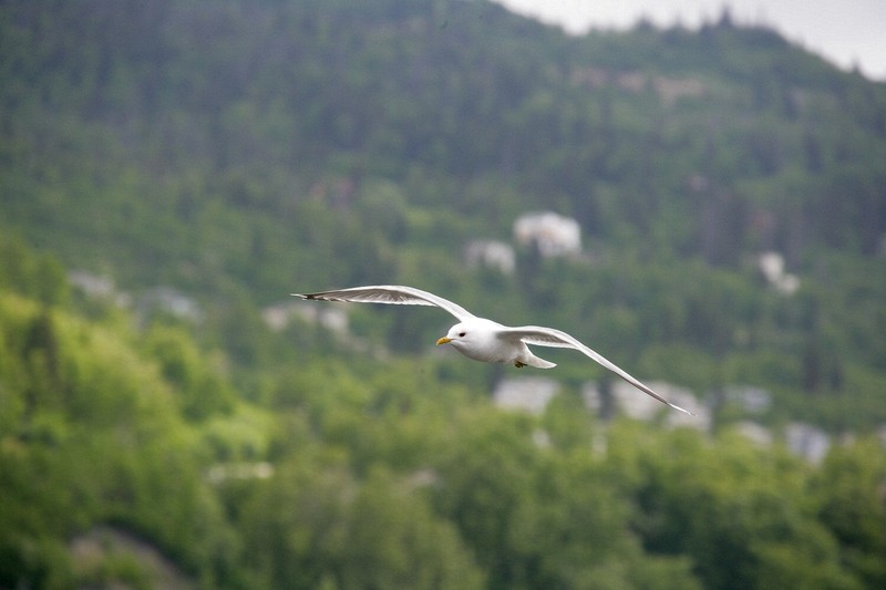 At a marsh just south of Anchorage