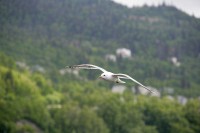 At a marsh just south of Anchorage