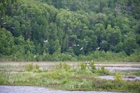 The place was a little crowded with birds