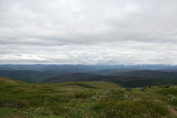 This is a typical view from theTop of the World Highway