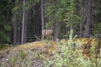 This one was watching from the sidelines