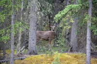 This one was watching from the sidelines
